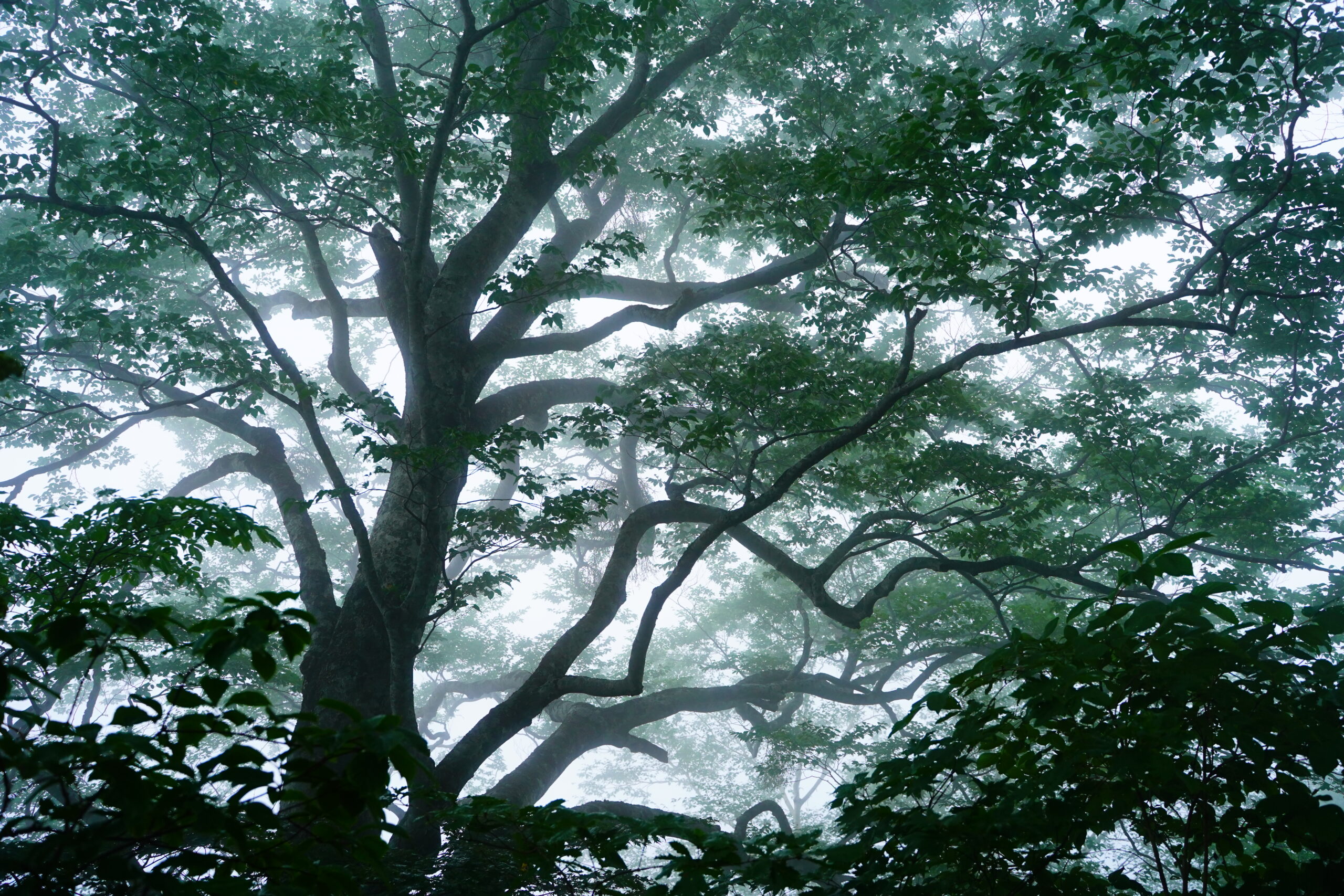 霧雨の樹林帯